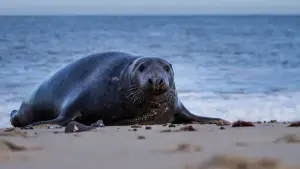 Задник до фильму"De wilde Noordzee" #772993