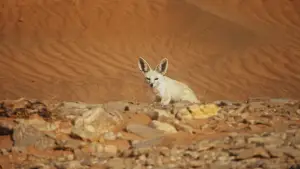 Задник до фильму"هورايزن" #793425