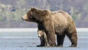 Задник до фильму"Ведмеді" #471328