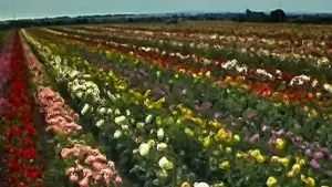 Задник до фильму"28 днів по тому" #569685