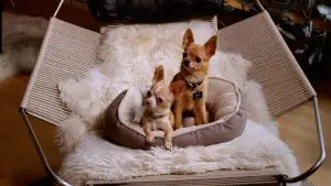 Задник до фильму"" #543615