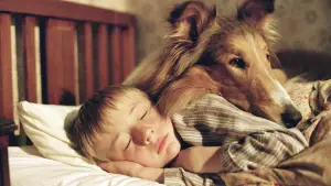 Задник до фильму"Лессі" #686455