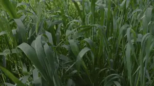 Задник до фильму"" #539085