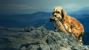 Задник до фильму"Гонитва за Бенджі" #415125