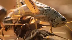 Задник до фильму"Дні жнив" #716412