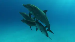 Задник до фильму"" #667372