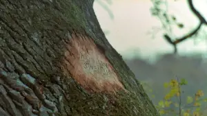 Задник до фильму"" #631564