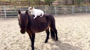 Задник до фильму"Пригоди Доллі та Спанкі" #798938