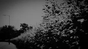 Задник до фильму"summer walk" #825628