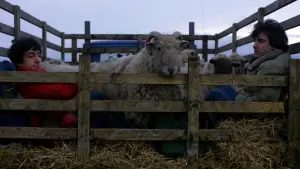 Задник до фильму"Американський перевертень у Лондоні" #701859