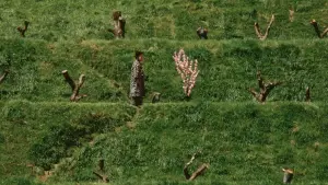 Задник до фильму"Сни Акіри Куросави" #202554