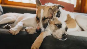 Задник до фильму"" #412747