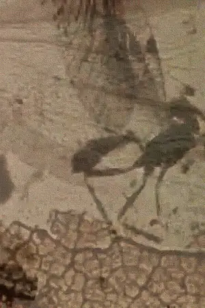 Постер до фильму"Метеликове світло" #703602