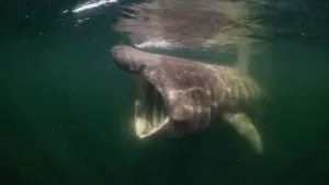 Задник до фильму"De wilde Noordzee" #772990