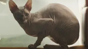 Задник до фильму"" #721605