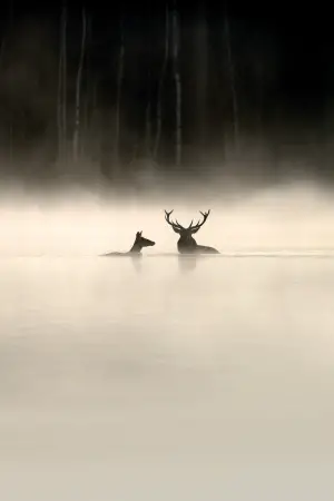 Whispers in the Woods