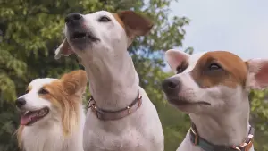 Задник до фильму"" #469166