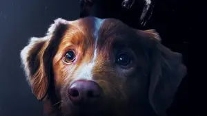 Задник до фильму"Хороший хлопчик" #517170