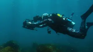 Задник до фильму"Sharks Up Close with Bertie Gregory" #792997