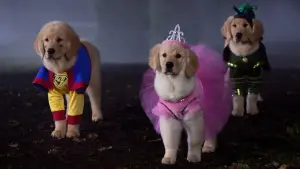 Задник до фильму"" #428683