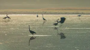 Задник до фильму"" #198331