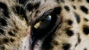 Задник до фильму"هورايزن" #793478