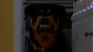 Задник до фильму"Вихідний день Ферріса Бюллера" #674796