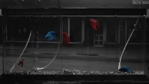 Задник до фильму"Бійцівська рибка" #720941