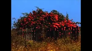 Задник до фильму"" #460446