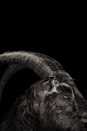 Постер до фильму"Відьма" #251884