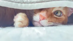 Задник до фильму"" #439727