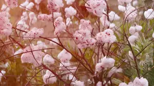 Задник до фильму"Джанґо вільний" #583906