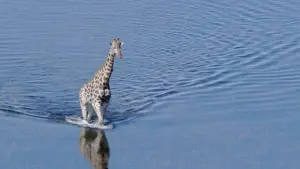 Задник до фильму"Земля" #384808