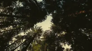 Задник до фильму"" #510304