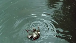 Задник до фильму"Че: Частина друга" #745123