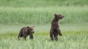 Задник до фильму"Ведмеді" #471332