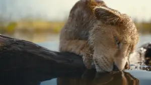 Задник до фильму"Муфаса: Король Лев" #557077