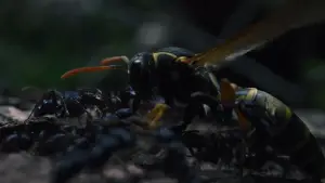 Задник до фильму"" #589240