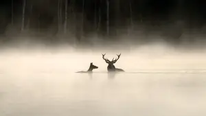 Задник до фильму"" #534610