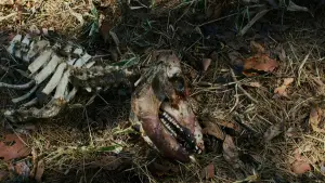 Задник до фильму"Зла не існує" #756360