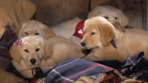 Задник до фильму"Снігові пригоди цуценят Санти" #426625