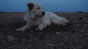 Задник до фильму"Crau" #777551