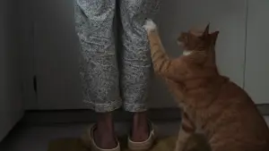 Задник до фильму"Поява" #811601