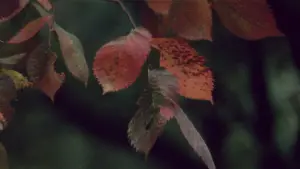 Задник до фильму"Соляріс" #731558