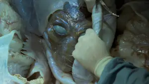 Задник до фильму"День незалежності" #800804