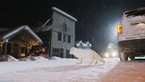 Задник до фильму"Кіна та Юк: Пухнасті пригоди" #757772