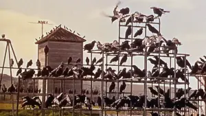 Задник до фильму"Птахи" #789331