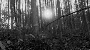 Задник до фильму"Відьма з Блер: Курсова з того світу" #697476