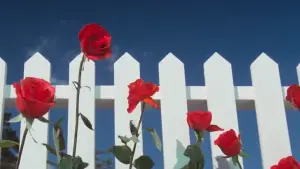 Задник до фильму"Синій оксамит" #626879