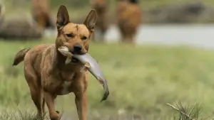 Задник до фильму"Здобич" #626093